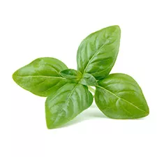 Basil Leaves