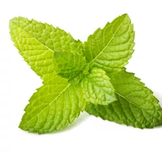 Mint Sprig