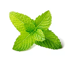 Fresh Mint Leaves