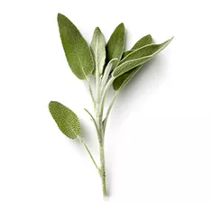 Sage Leaves