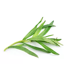 Tarragon